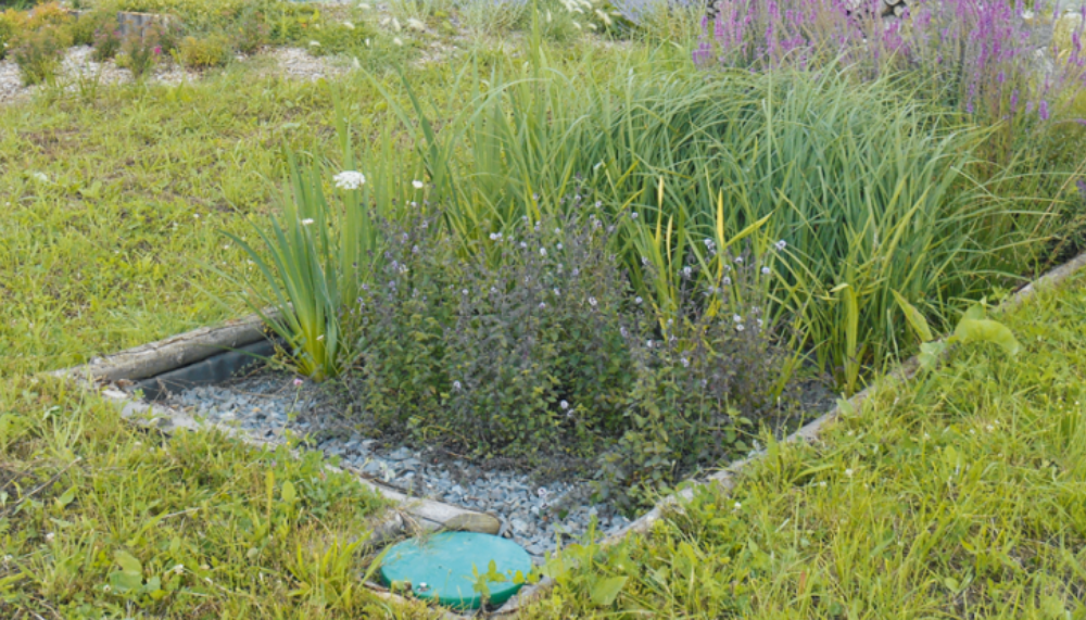 Pourquoi faire appel à une entreprise de phytoépuration pour son assainissement ?